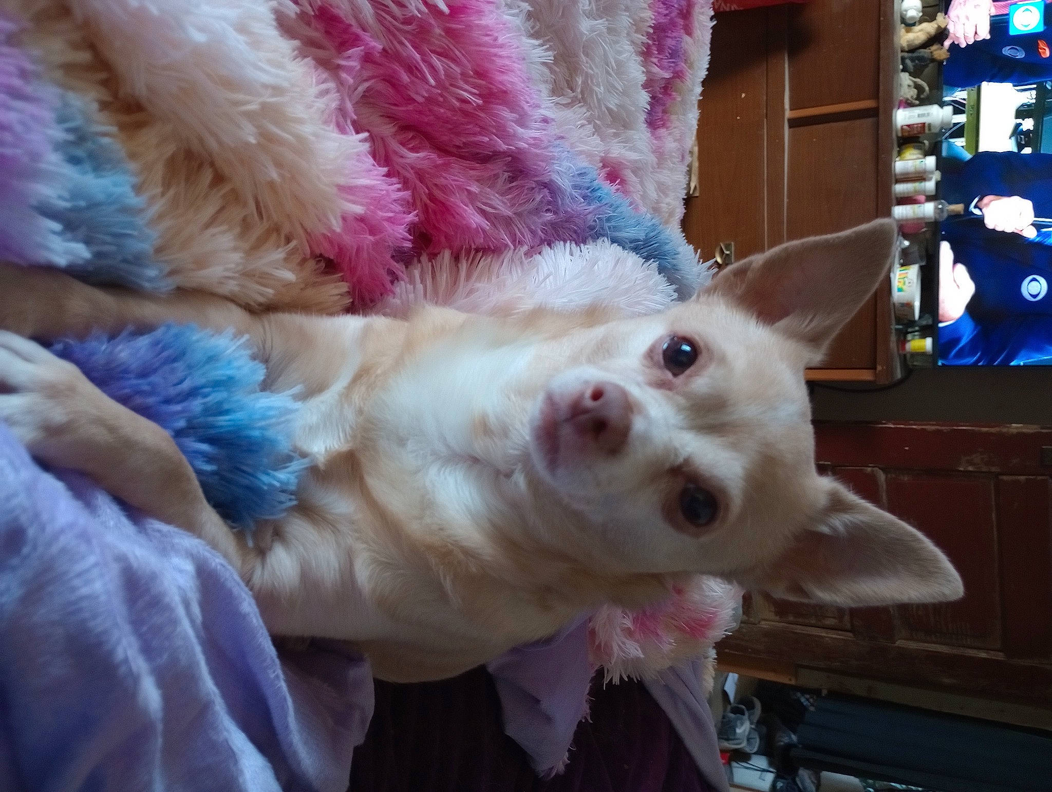 Paris joined the competition — help win amazing prizes! animal_product, canidae, carnivore, collar, companion_dog, dog, dog_breed, electric_blue, fashion_accessory, fawn, feather, felidae, fur, shelf, snout, sporting_group, tail, whiskers, working_animal