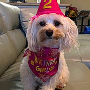 Georgie joined the competition — help win amazing prizes! adorable, animal, bandana, birthday, celebration, couch, cute, dog, festive, fluffy, indoor, living_room, number_two, party_hat, pet, pink, portrait, sitting, small_dog, white_dog