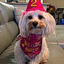 adorable, animal, bandana, birthday, celebration, couch, cute, dog, festive, fluffy, indoor, living_room, number_two, party_hat, pet, pink, portrait, sitting, small_dog, white_dog