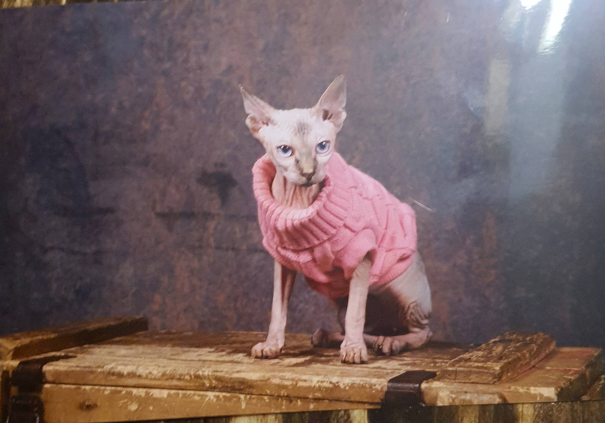 Cleopatre a rejoint le concours — aidez-le/la à gagner de superbes lots ! carnivore, cat, cornish_rex, devon_rex, donskoy, felidae, mammal, peterbald, small_to_medium_sized_cats, sphynx, ukrainian_levkoy