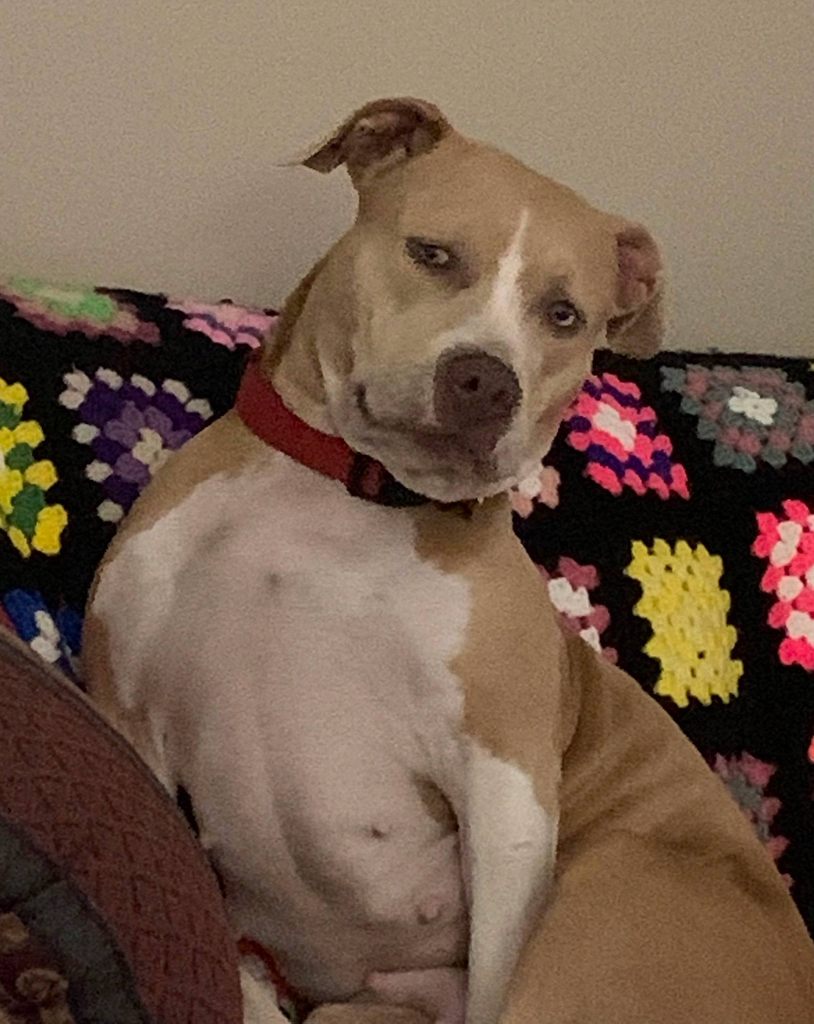 Nala is registered to the contest to win money with this photo: canidae, carnivore, collar, comfort, companion_dog, dog, dog_breed, dog_collar, dog_supply, fawn, linens, non_sporting_group, pattern, pet_supply, petal, sleeve, snout, sporting_group, whiskers, working_animal