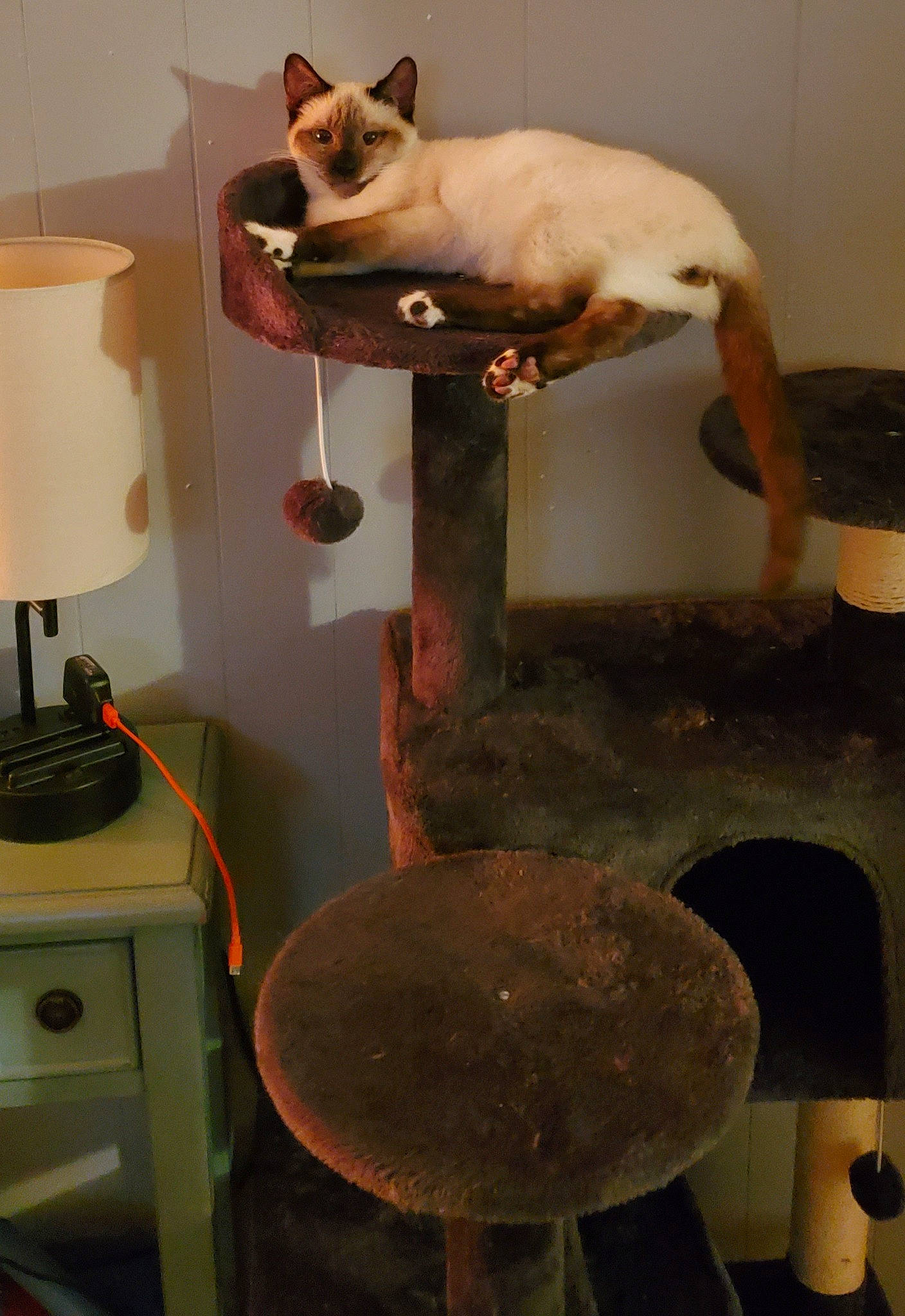 Freddy joined the competition — help win amazing prizes! carnivore, cat, cat_supply, felidae, flooring, gas, hardwood, idiophone, interior_design, lamp, metal, room, shelf, siamese, small_to_medium_sized_cats, stool, table, tail, whiskers, wood