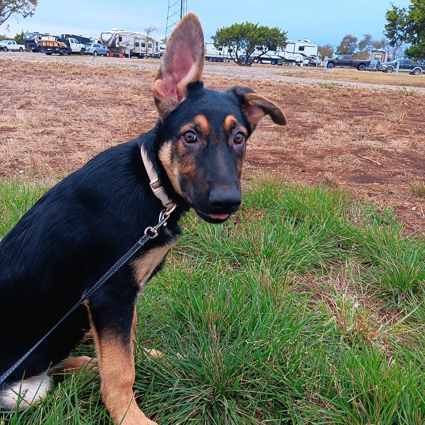 Mojo is registered to the contest to win money with this photo: accessories, alloywheel, animal, canine, car, dog, germanshepherd, grass, hound, leash, person, pet, pickuptruck, plant, puppy, strap, tire, transportation, truck, vehicle