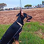 Mojo joined the competition — help win amazing prizes! accessories, alloywheel, animal, bus, canine, car, carwheel, dog, germanshepherd, grass, leash, pet, pickuptruck, plant, policedog, strap, tire, transportation, truck, vehicle