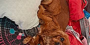Milady participe au concours pour gagner de l'argent avec cette photo : dog, cavalier_king_charles_spaniel, blanket, pillow, clothes, fur, pet, indoor, cute, brown, curled_up, pattern, hand, resting, cozy, looking_up, soft, animal, comfort, casual