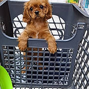 Milady a rejoint le concours — aidez-le/la à gagner de superbes lots ! puppy, dog, shopping_basket, blanket, store, aisle, floor_tiles, shelf, pet, cute, brown_fur, animal, young, looking, indoor, plastic_basket, pet_shop, waiting, domestic_animal, shopping