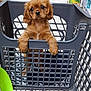 puppy, dog, shopping_basket, blanket, store, aisle, floor_tiles, shelf, pet, cute, brown_fur, animal, young, looking, indoor, plastic_basket, pet_shop, waiting, domestic_animal, shopping