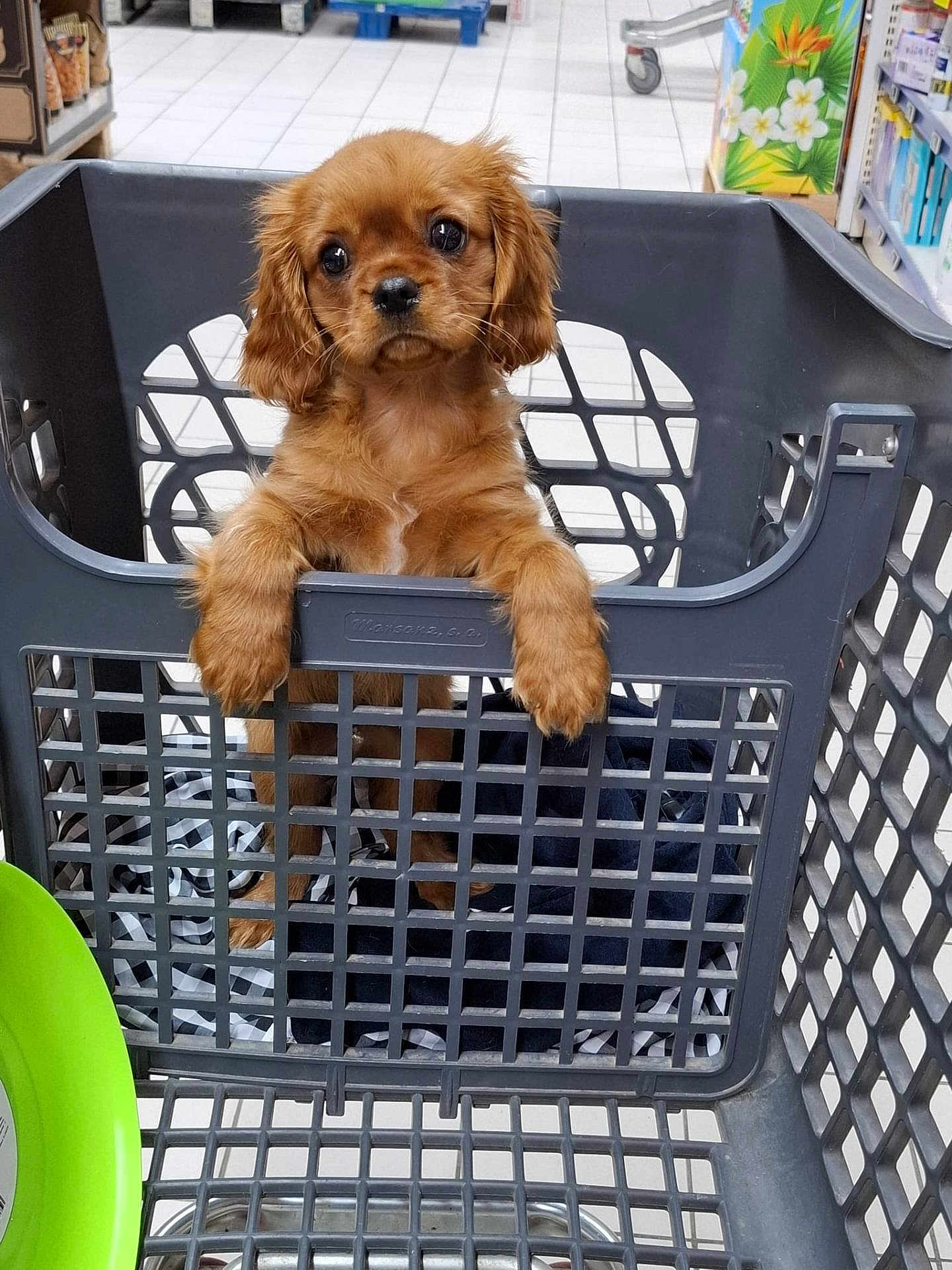 Milady a rejoint le concours — aidez-le/la à gagner de superbes lots ! puppy, dog, shopping_basket, blanket, store, aisle, floor_tiles, shelf, pet, cute, brown_fur, animal, young, looking, indoor, plastic_basket, pet_shop, waiting, domestic_animal, shopping