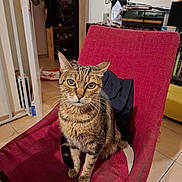 Winnie a rejoint le concours — aidez-le/la à gagner de superbes lots ! background_objects, cat, chair, curious, domestic_animal, ears, eyes, feline, floor_tiles, furniture, home, indoor, looking, pet, red_chair, sitting, tabby_cat, tail, whiskers, wooden_leg