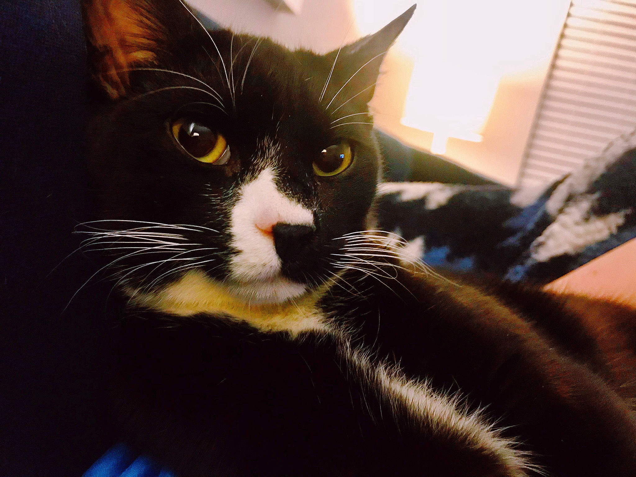 Edna joined the competition — help win amazing prizes! black_cat, carnivore, cat, claw, comfort, domestic_short_haired_cat, ear, felidae, fur, mammal, paw, small_to_medium_sized_cats, snout, tail, terrestrial_animal, whiskers, window