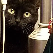 Sushie joined the competition — help win amazing prizes! black_cat, carnivoran, cat, cat_like_mammal, chartreux, domestic_short_haired_cat, mammal, small_to_medium_sized_cats, snout, whiskers