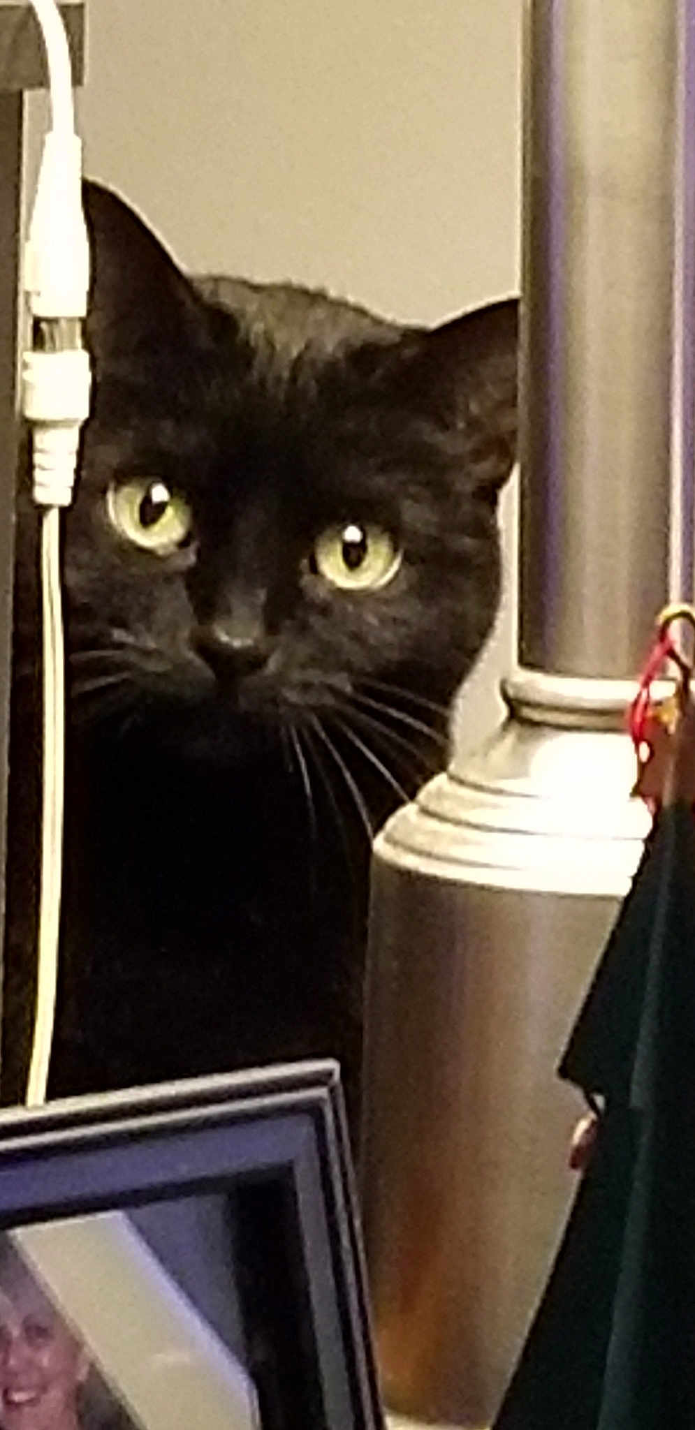 Sushie joined the competition — help win amazing prizes! black_cat, carnivoran, cat, cat_like_mammal, chartreux, domestic_short_haired_cat, mammal, small_to_medium_sized_cats, snout, whiskers