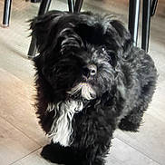 Andy a rejoint le concours — aidez-le/la à gagner de superbes lots ! animal, black_dog, canine, companion, curious, cute, dog, domestic_animal, floor, fluffy, furniture_legs, home, household, indoor, looking_at_camera, paw, pet, small_dog, standing, white_chest_patch