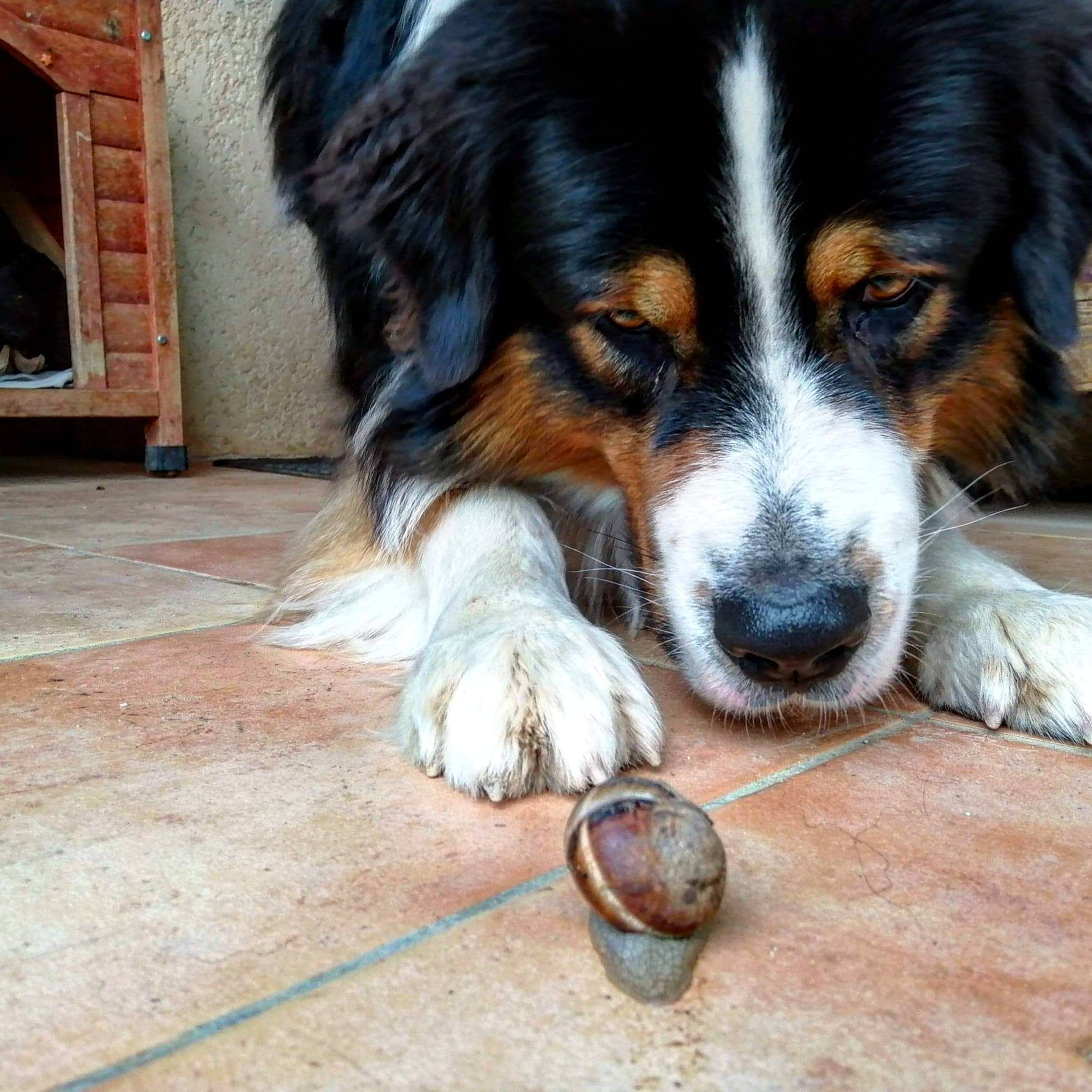 Maiden a rejoint le concours — aidez-le/la à gagner de superbes lots ! australian_shepherd, bernese_mountain_dog, canidae, carnivore, companion_dog, dog, dog_breed, english_shepherd, mammal, miniature_australian_shepherd, moscow_watchdog, rare_breed_dog, snout, sporting_group, vertebrate, working_dog