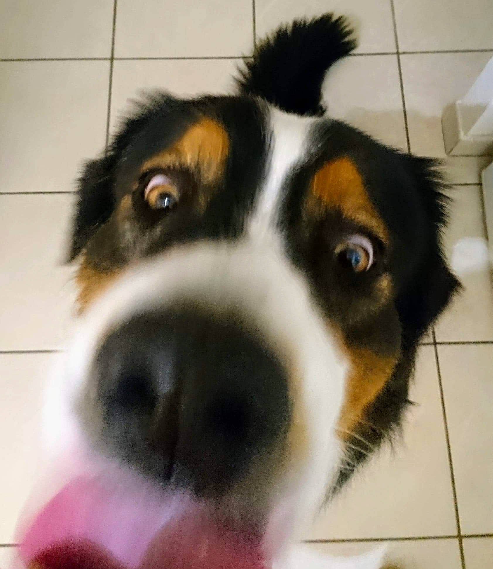 Maiden participe au concours pour gagner de l'argent avec cette photo : appenzeller_sennenhund, australian_collie, australian_shepherd, bernese_mountain_dog, canidae, carnivore, companion_dog, dog, dog_breed, english_shepherd, herding_dog, mammal, nose, rare_breed_dog, snout, sporting_group, vertebrate, welsh_sheepdog, whiskers, working_dog