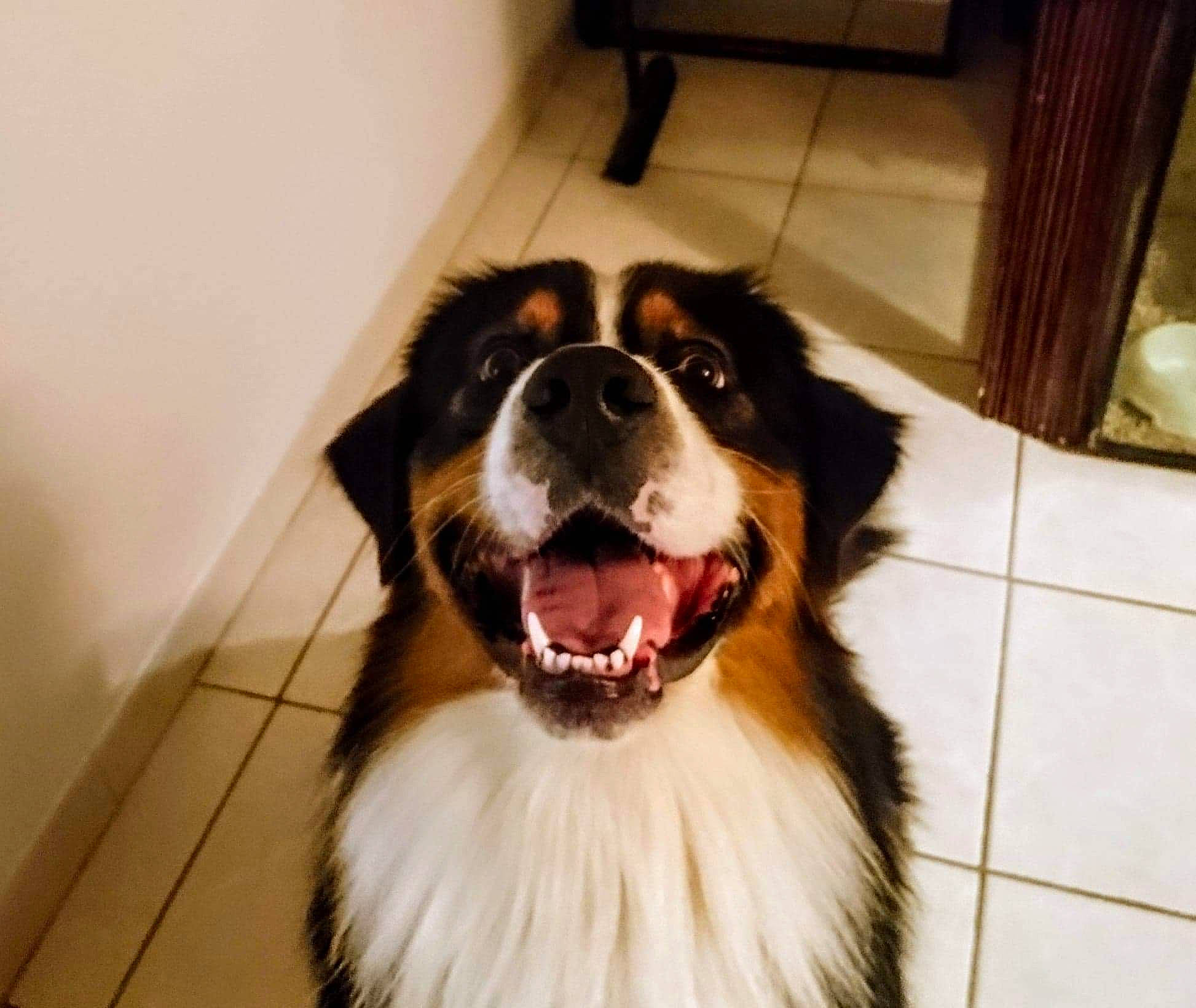 Maiden participe au concours pour gagner de l'argent avec cette photo : australian_shepherd, bernese_mountain_dog, canidae, carnivore, companion_dog, dog, dog_breed, english_shepherd, fur, giant_dog_breed, mammal, moscow_watchdog, pyrenean_mastiff, rare_breed_dog, snout, sporting_group, st_bernard, vertebrate, working_dog