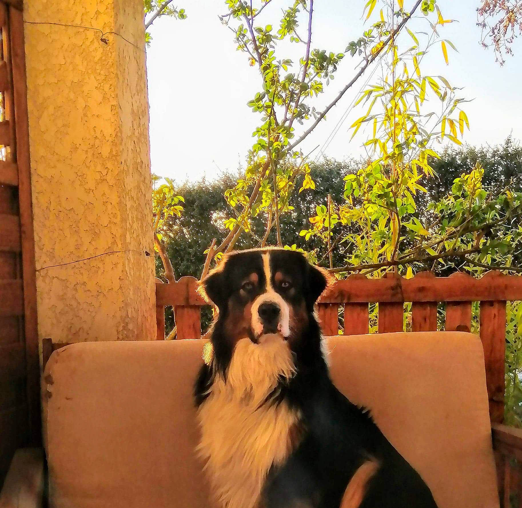 Maiden participe au concours pour gagner de l'argent avec cette photo : australian_shepherd, bernese_mountain_dog, canidae, carnivore, companion_dog, dog, dog_breed, english_shepherd, herding_dog, mammal, miniature_australian_shepherd, plant, sporting_group, tree, vertebrate, working_dog