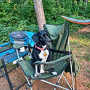 Stasha is registered to the contest to win money with this photo: dog, camping_chair, outdoor, forest, tree, hammock, greenery, pet, collar, nature, sunlight, ground, leaves, relaxation, vacation, metal_frame, seat, animal, daylight, recreation