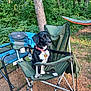 dog, camping_chair, outdoor, forest, tree, hammock, greenery, pet, collar, nature, sunlight, ground, leaves, relaxation, vacation, metal_frame, seat, animal, daylight, recreation