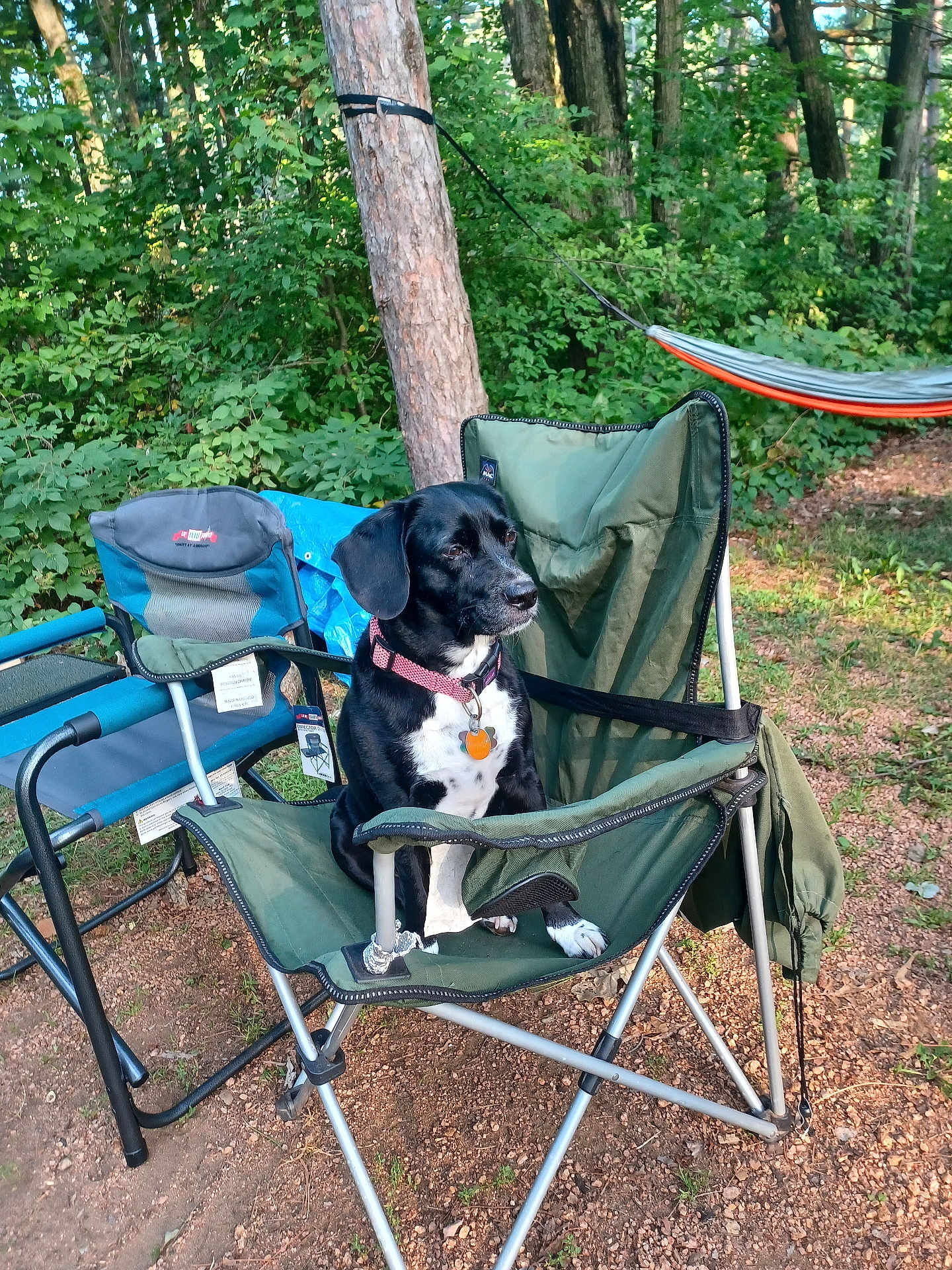 Stasha is registered to the contest to win money with this photo: dog, camping_chair, outdoor, forest, tree, hammock, greenery, pet, collar, nature, sunlight, ground, leaves, relaxation, vacation, metal_frame, seat, animal, daylight, recreation