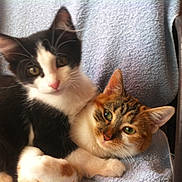 Zoé participe au concours pour gagner de l'argent avec cette photo : animals, black_and_white_cat, blanket, calico_cat, cat, chair, companion, cozy, cute, ears, eyes, feline, friendship, fur, indoor, kitten, pets, relaxed, snuggling, whiskers