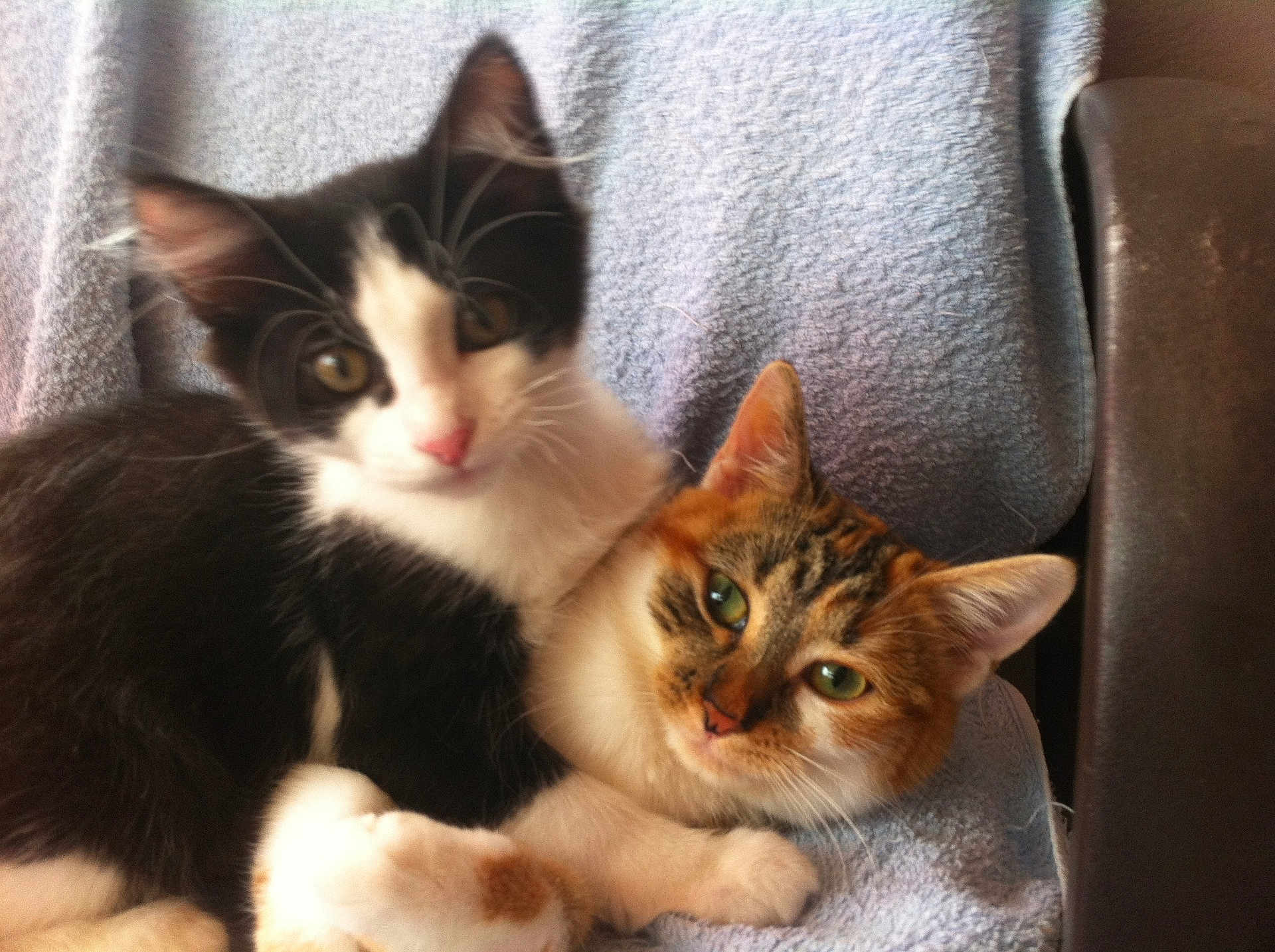 Zoé participe au concours pour gagner de l'argent avec cette photo : animals, black_and_white_cat, blanket, calico_cat, cat, chair, companion, cozy, cute, ears, eyes, feline, friendship, fur, indoor, kitten, pets, relaxed, snuggling, whiskers