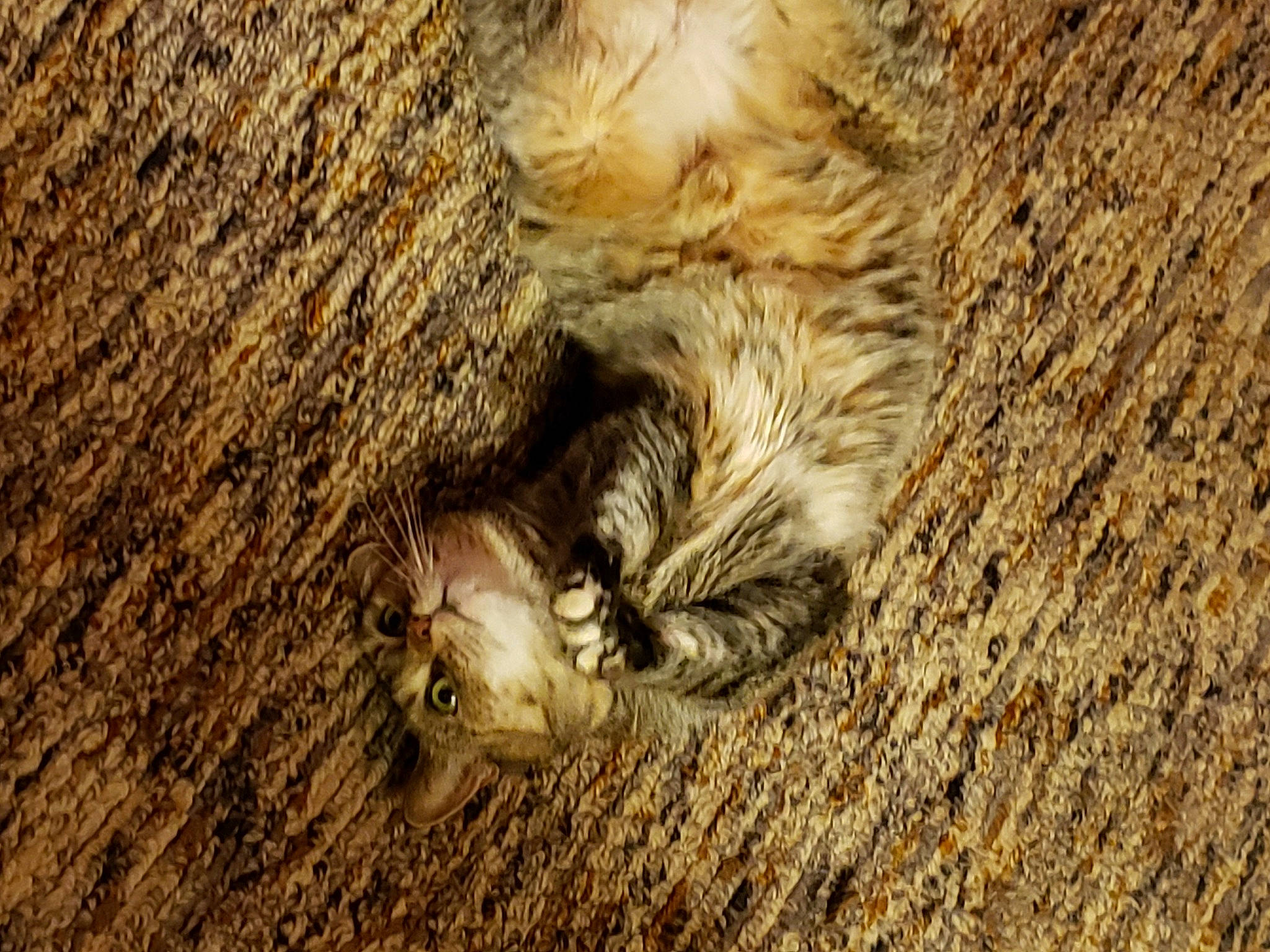 Carmel joined the competition — help win amazing prizes! carnivore, cat, claw, close_up, domestic_short_haired_cat, fawn, felidae, fur, grass, paw, small_to_medium_sized_cats, snout, soil, tail, terrestrial_animal, tree, trunk, whiskers, wildlife, wood