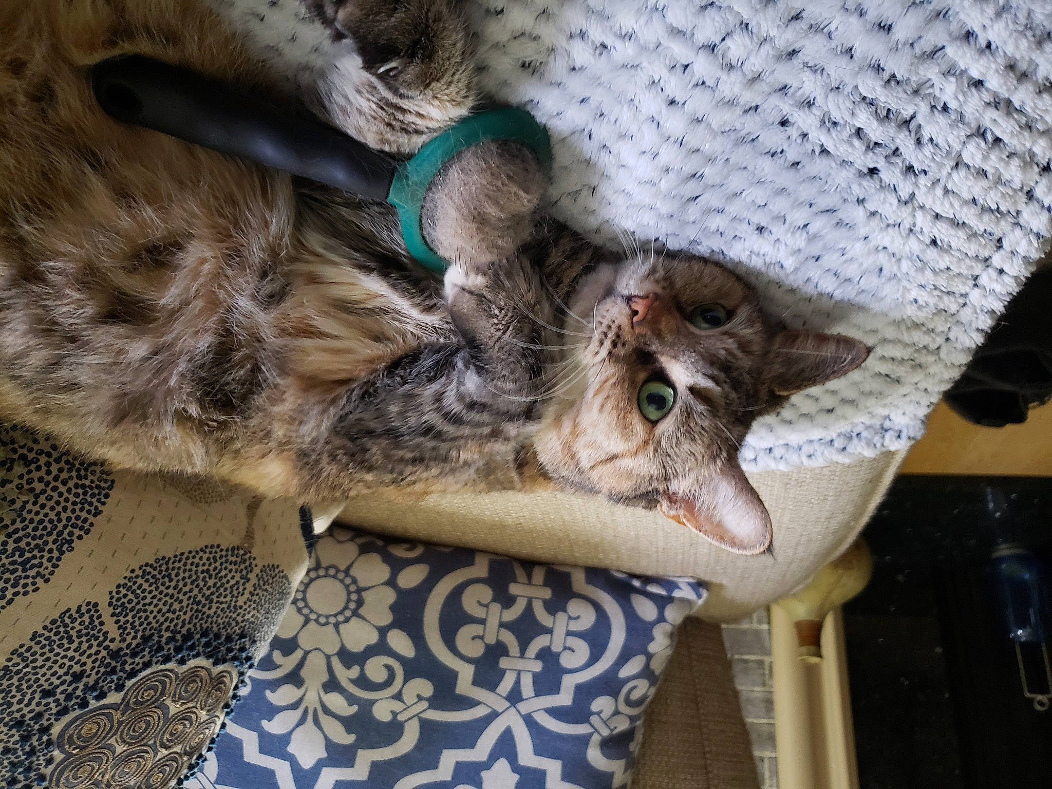 Carmel joined the competition — help win amazing prizes! carnivore, cat, claw, comfort, domestic_short_haired_cat, fawn, felidae, fur, nap, paw, plant, small_to_medium_sized_cats, tail, tree, whiskers, wildlife