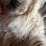 Chloe is registered to the contest to win money with this photo: animal, cat, close_up, cozy, cute, domestic_animal, face, feline, fluffy, fur, indoor, laying, mammal, pet, portrait, relaxed, resting, sleepy, soft, whiskers