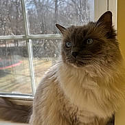Chloe is registered to the contest to win money with this photo: animal, background_blur, blue_eyes, calm, cat, close_up, curious, domestic, feline, fluffy, fur, indoor, looking_away, natural_light, pet, portrait, sitting, soft_light, whiskers, window