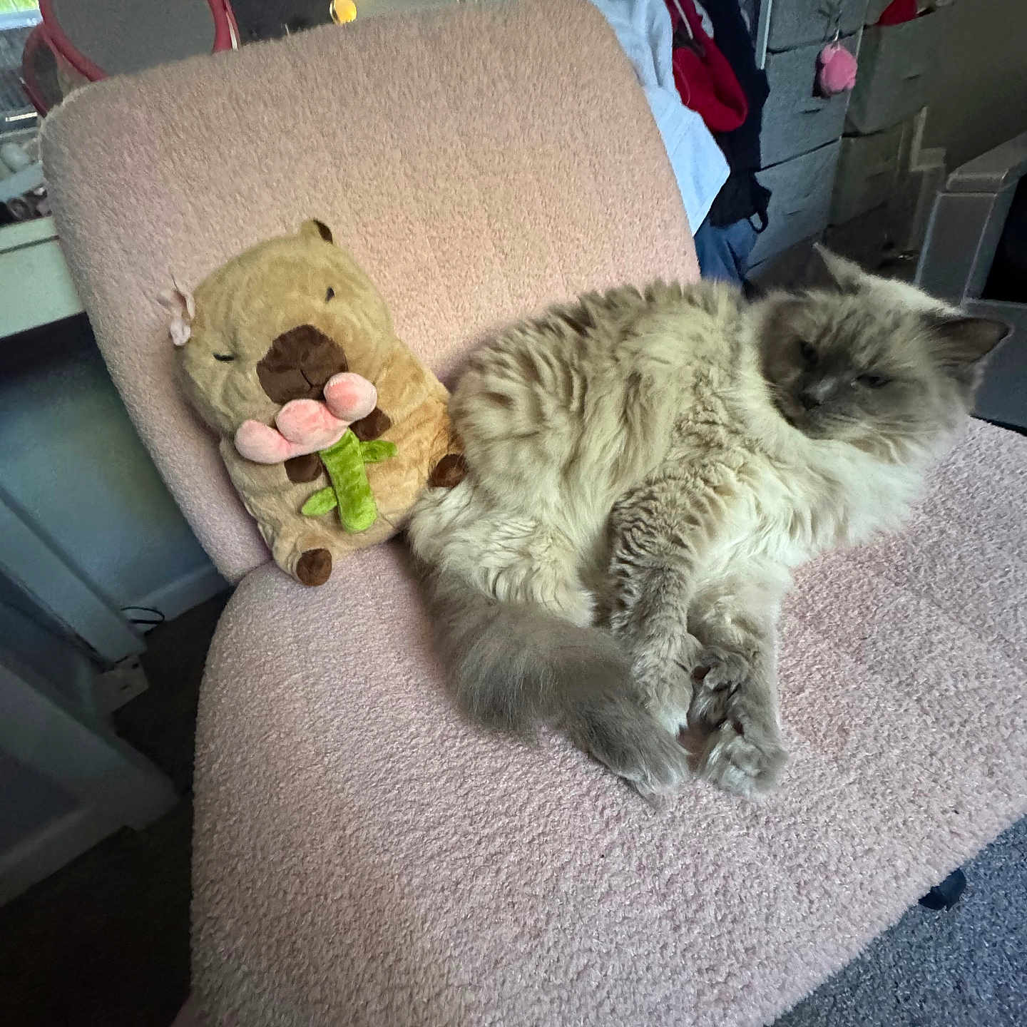 Chloe is registered to the contest to win money with this photo: carpet, cat, chair, clothing, cozy, decor, drawer, flower, fluffy, furniture, indoor, mirror, pet, pink, plush_toy, relaxed, room, soft_texture, stuffed_animal, window