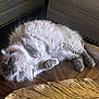 Chloe is registered to the contest to win money with this photo: animal, cat, cozy, cute, decor, domestic, fluffy, fur, furniture, golden_leaf, home, indoor, living_room, mammal, paw, pet, relaxing, resting, soft, table