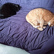 Papychat Et Max a rejoint le concours — aidez-le/la à gagner de superbes lots ! animal_pair, black_cat, cat, couch, cozy, curled_up, domestic_animal, feline, fur, home, indoor, nap, orange_cat, pet, purple_couch, quiet, relaxing, resting, sleeping, two_animals