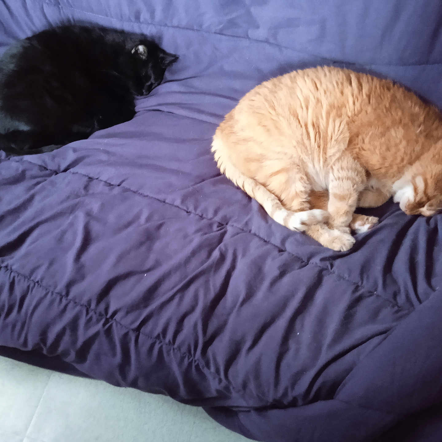 Papychat Et Max