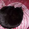 black_cat, cat, pet, animal, sleeping, curled_up, fur, cozy, blanket, red, pink, texture, resting, indoor, cute, feline, mammal, domestic_animal, quiet, relaxed