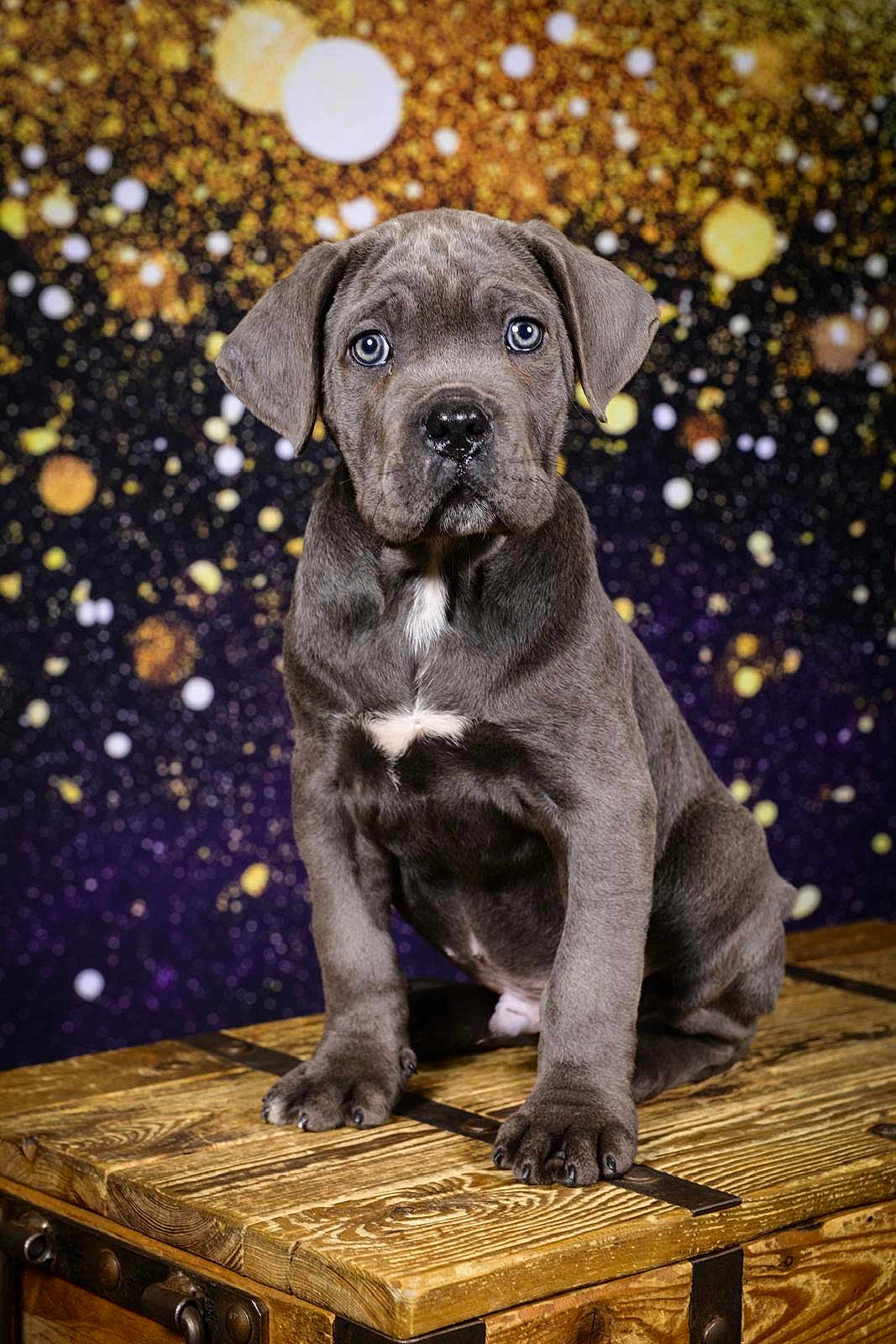 Ares participe au concours pour gagner de l'argent avec cette photo : puppy, dog, gray, blue_eyes, wooden_chest, bokeh, background, studio, portrait, cute, animal, pet, sitting, fur, young, indoors, closeup, expression, face, ears