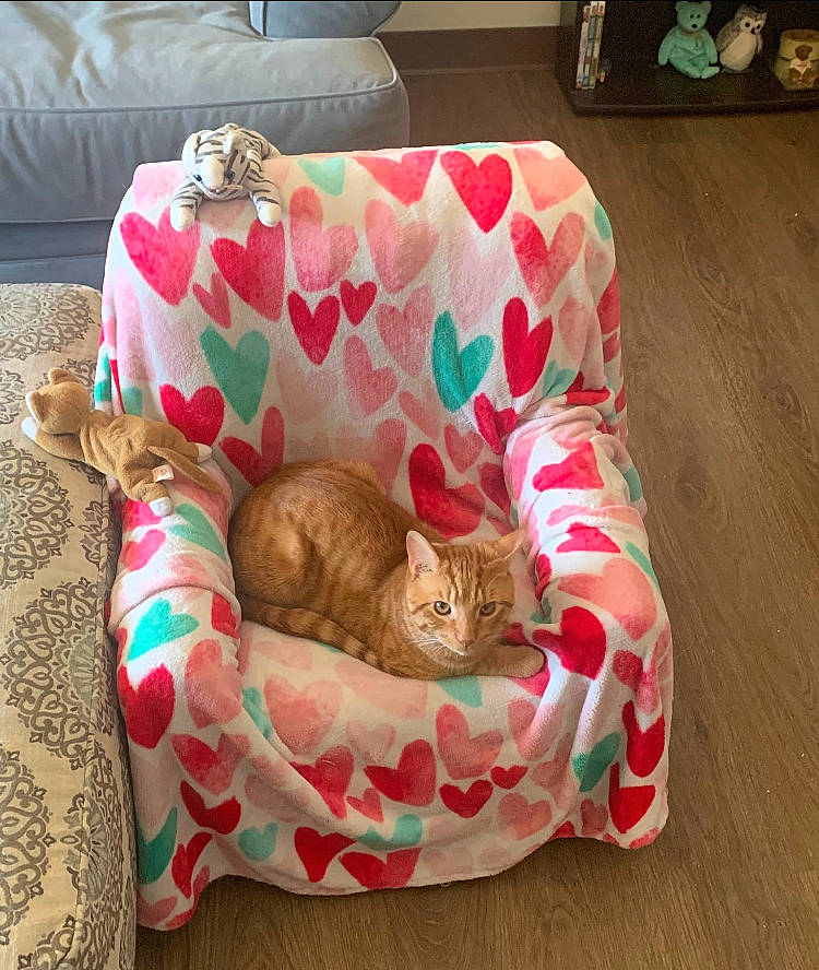 Chunk is registered to the contest to win money with this photo: carnivore, cat, cat_bed, cat_supply, comfort, companion_dog, couch, domestic_short_haired_cat, fawn, felidae, flooring, fur, linens, living_room, pet_supply, room, small_to_medium_sized_cats, tail, whiskers, wood