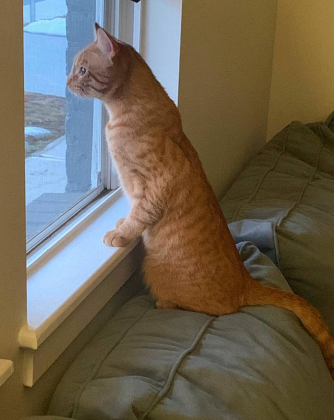 Chunk joined the competition — help win amazing prizes! carnivore, cat, chair, comfort, couch, domestic_short_haired_cat, fawn, felidae, flooring, foot, fur, hardwood, human_leg, paw, room, small_to_medium_sized_cats, tail, whiskers, window, wood