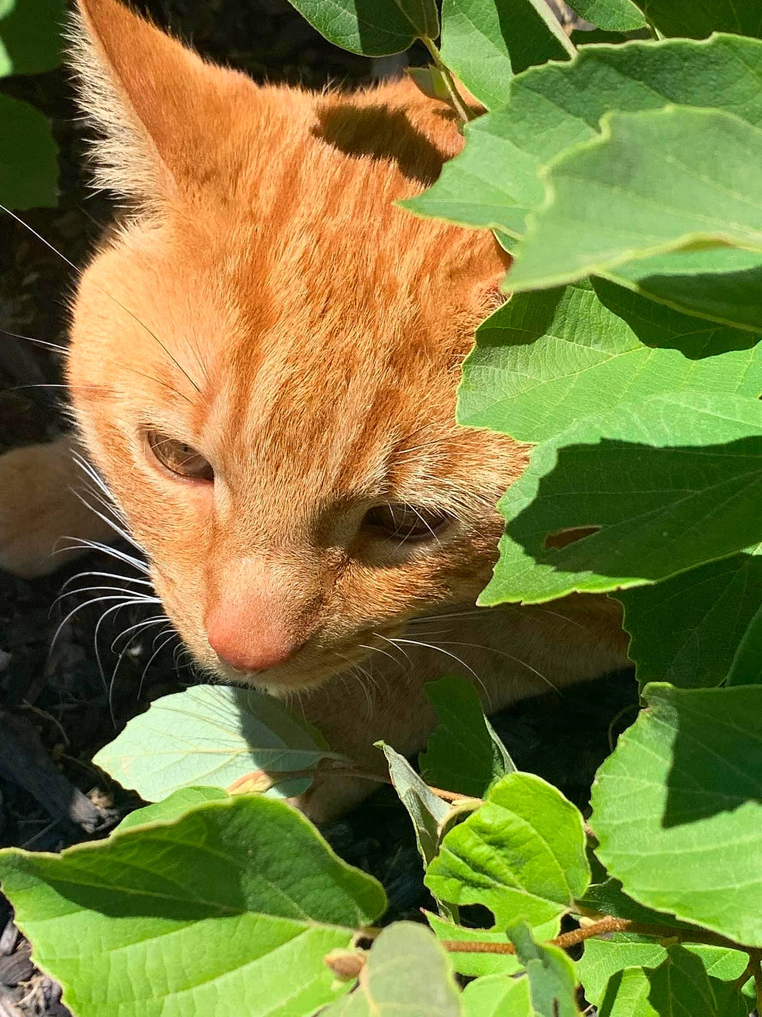 Chunk joined the competition — help win amazing prizes! carnivore, cat, domestic_short_haired_cat, eye, fawn, felidae, fur, grass, green, groundcover, leaf, plant, small_to_medium_sized_cats, snout, tail, terrestrial_animal, tree, trunk, whiskers, wildlife