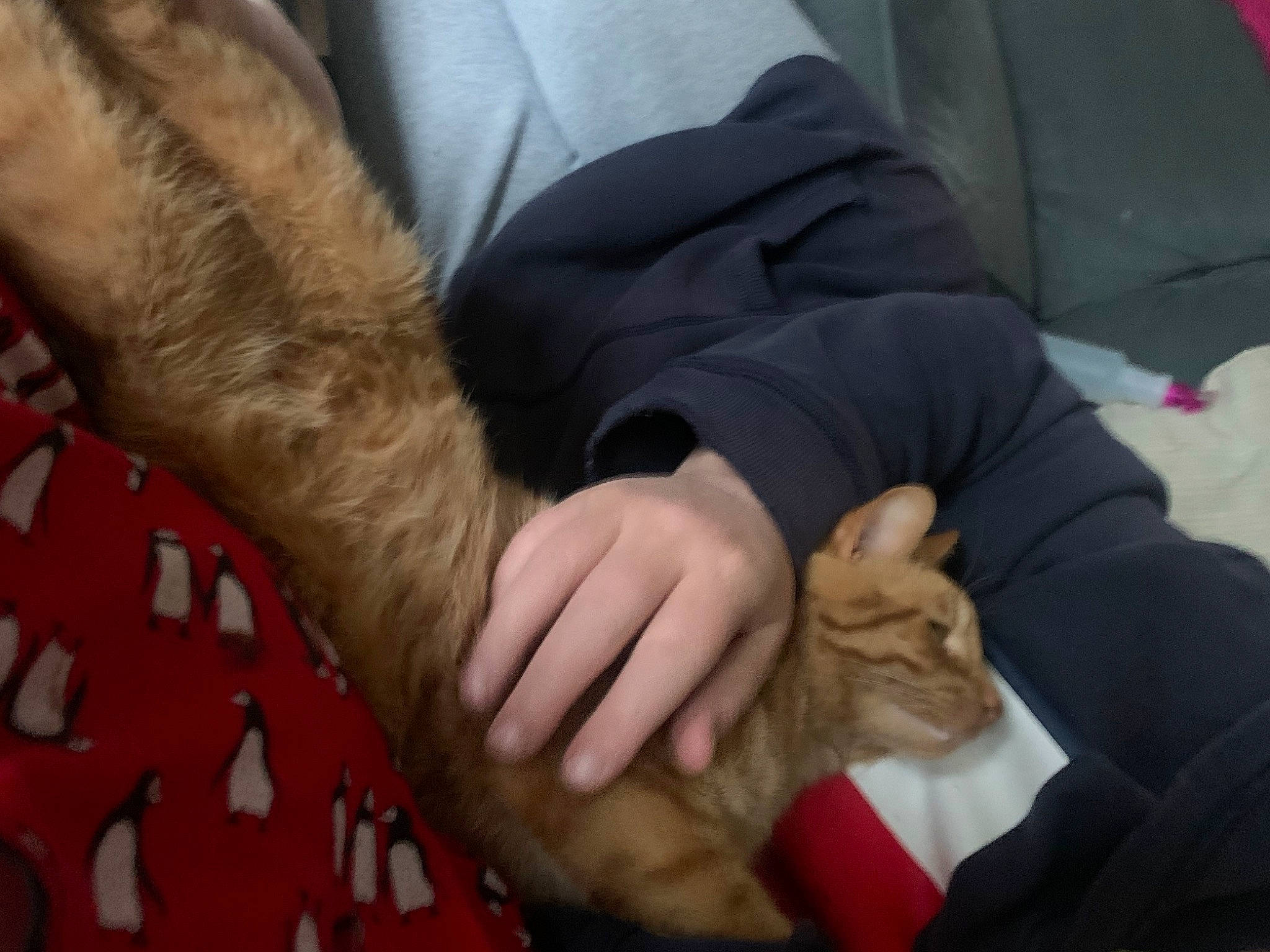 Chunk is registered to the contest to win money with this photo: cat, claw, comfort, felidae, finger, flesh, foot, fur, gesture, human_leg, lap, linens, nail, sleeve, small_to_medium_sized_cats, sporting_group, textile, thumb, wrinkle, wrist