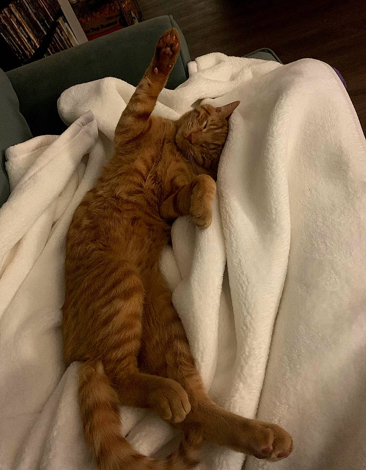 Chunk is registered to the contest to win money with this photo: bed, bedding, carnivore, cat, claw, comfort, domestic_short_haired_cat, duvet, fawn, felidae, fur, gesture, linens, nap, paw, room, small_to_medium_sized_cats, tail, whiskers, wood