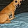 Scrappy Doo