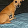 Scrappy Doo