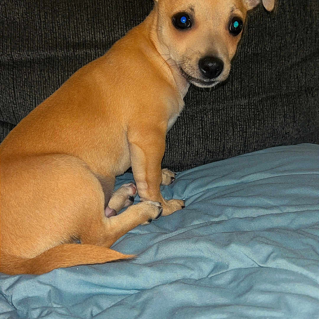 Scrappy Doo