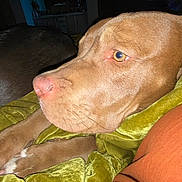 Isabella joined the competition — help win amazing prizes! dog, brown_dog, close_up, indoors, blanket, green_blanket, orange_cushion, paw, face, pet, animal, resting, canine, fur, snout, ear, domestic_animal, sleepy, comfort, household