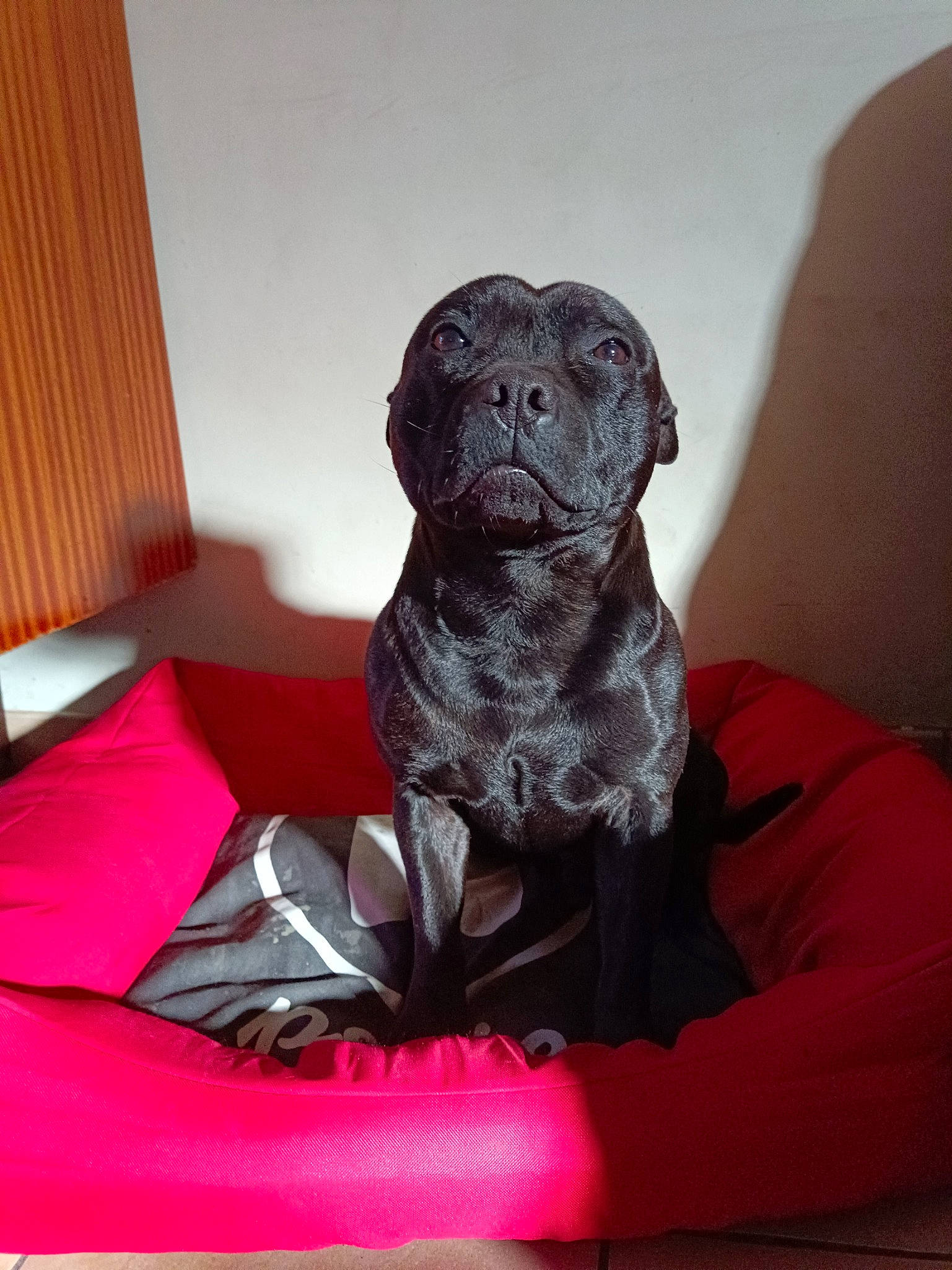 Hector a rejoint le concours — aidez-le/la à gagner de superbes lots ! art, canidae, carmine, carnivore, comfort, companion_dog, dog, dog_breed, fawn, fur, grey, gun_dog, liver, magenta, pet_supply, sculpture, snout, sporting_group, wood, working_animal