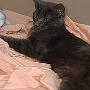 Seven joined the competition — help win amazing prizes! animal, bed, blanket, cat, cozy, cute, domestic_cat, ears, feline, fur, gray_cat, indoor, mammal, paw, pet, relaxed, resting, sleepy, soft, whiskers