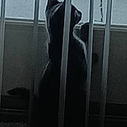 Seven joined the competition — help win amazing prizes! cat, silhouette, shadow, bars, gate, indoor, window, carpet, pet, animal, grayscale, dark, quiet, still, curious, feline, vertical_lines, low_light, texture, home