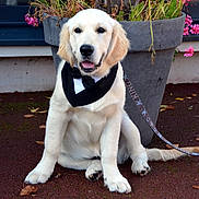 Aros participe au concours pour gagner de l'argent avec cette photo : golden_retriever, puppy, dog, bow_tie, bandana, flower_pot, pink_flowers, plants, outdoor, sitting, leash, happy, pet, canine, young_dog, ground, nature, close_up, portrait, daylight
