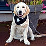 golden_retriever, puppy, dog, bow_tie, bandana, flower_pot, pink_flowers, plants, outdoor, sitting, leash, happy, pet, canine, young_dog, ground, nature, close_up, portrait, daylight